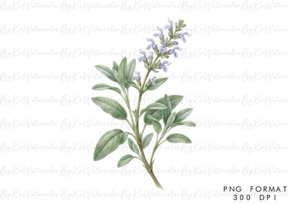 Sage Branch Herbal Watercolor PNG: A Practical, Versatile Clipart Bundle for Designers and Makers
